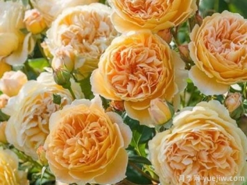 大花香水月季的养护方法，分享10种花香飘满屋