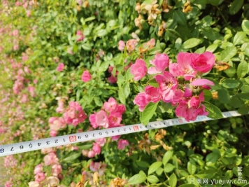 安吉拉月季盆栽苗，60厘米高基地发货