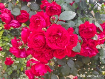 6款红色系的藤本月季品种，适合打造网红花墙