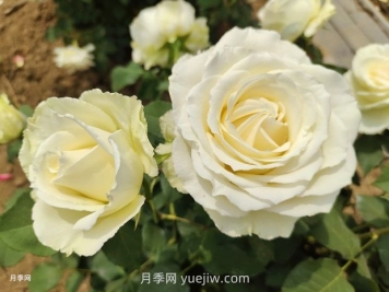 十一朵白玫瑰的花语和寓意