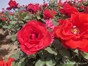 月季、玫瑰、蔷薇分别是什么？如何区别？
