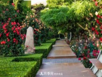 秦皇岛适合养月季花，市花和市树是什么